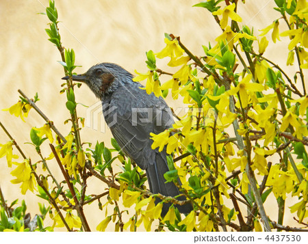 棕色的耳朵來吃Forsyth花 4437530