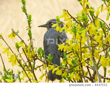 棕色的耳朵來吃Forsyth花 4437531