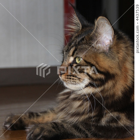 Maine Coon, pet, pets 4437539