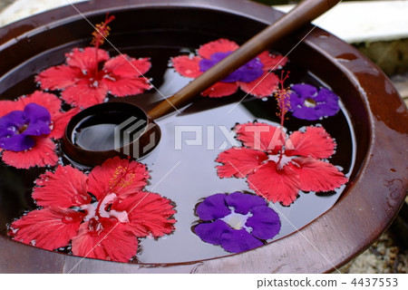 Hibiscus floating in water 4437553