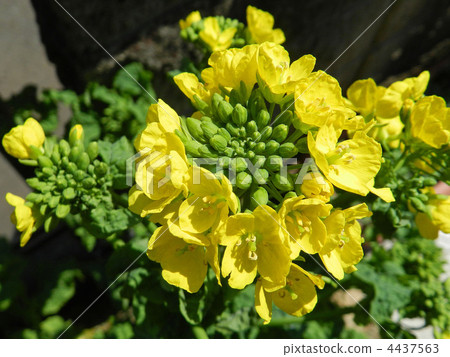 Hanana for appreciation (flowers) 4437563