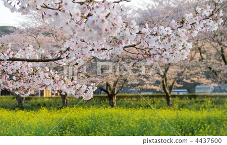 賞花 賞花 4437600
