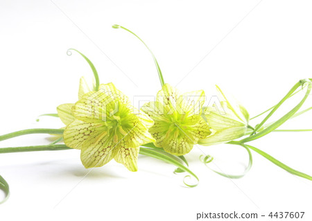 別緻的bimo百合 4437607