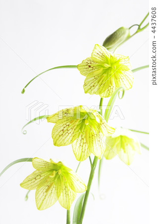 比莫莉莉 4437608