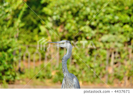 heron, wild bird, shorebird 4437671