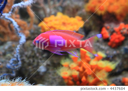 Violet Naga Hananai 4437684