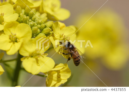 the cabbage family, bee, rape 4437855