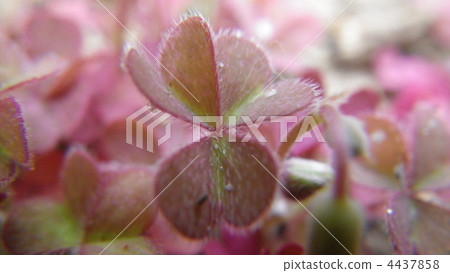 foliage, leaf, leaves 4437858