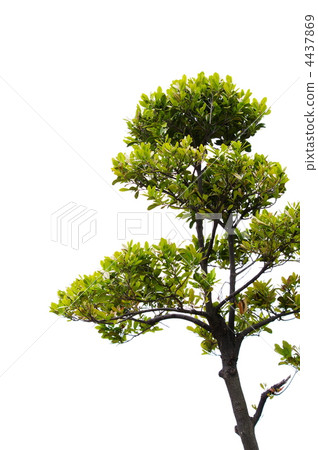 Ryukyu kotan 4437869