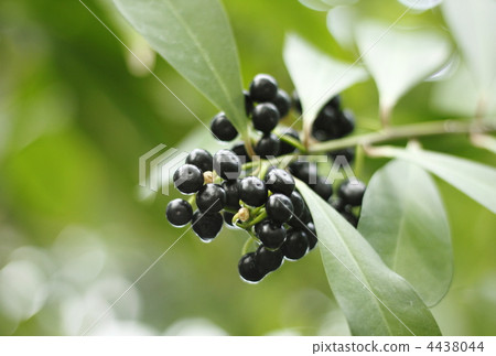 hysakaki的果實在雨中濕潤 hysakaki的果實在雨中濕潤 4438044