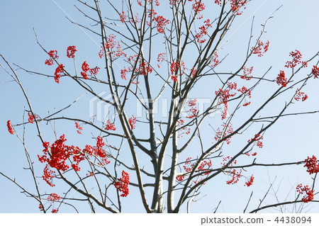 Umbokodontoki Umbokodontoki 4438094