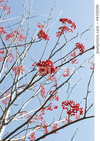 Umbokodontoki Umbokodontoki 4438096