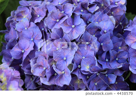 西方繡球 4438570