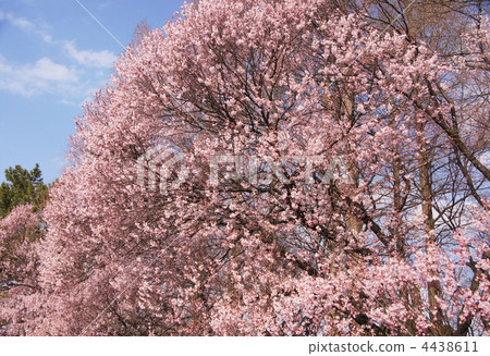 March Small Higashi coohagan 03櫻花·玫瑰家族 4438611