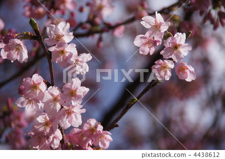 3月3月陽光01櫻花玫瑰家庭 4438612