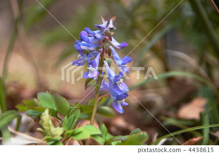 4月Ezoengosaku·Poppyidae 01 4438615