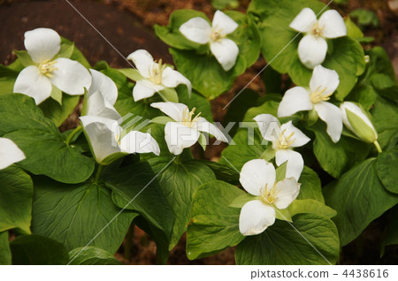 4月Pleurotus狼瘡紅斑03組粘土 4438616