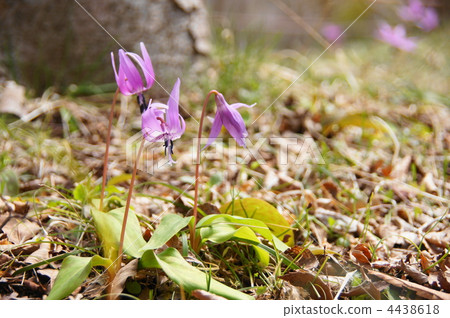 4月Cataculum·百合科115殖民地 4438618