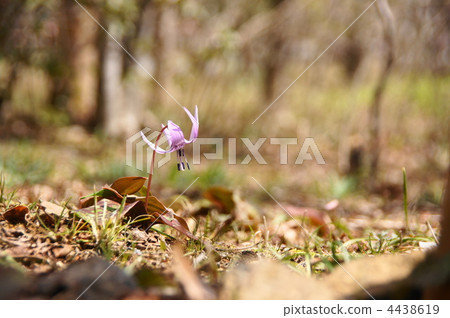 四月Cataculum·百合科116殖民地 4438619