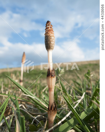 馬尾 馬尾 4438666