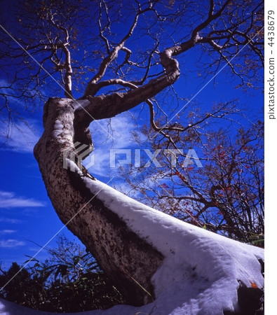 Ina Bauer of the snow cloth Ina Bauer of the snow cloth 4438679