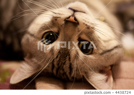 Upside-down cat 4438724