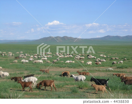 Mongolian prairie Mongolian prairie 4438830