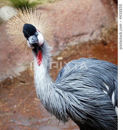 White-crowned crane 4438850