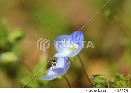 Flower of Ouninnu-noguri Flower of Ouninnu-noguri 4438879