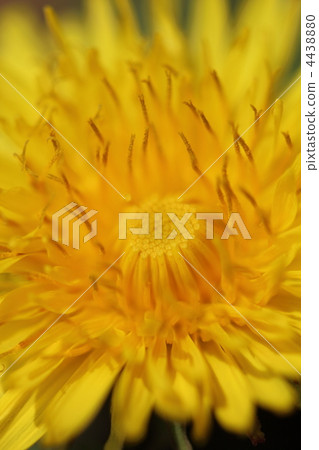 Dandelion flower Dandelion flower 4438880