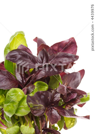 fresh basil fresh basil 4439976