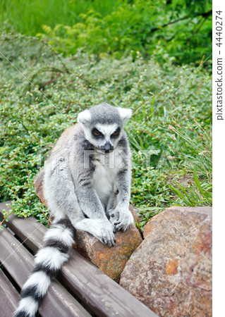 Cute Lemur 4440274
