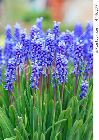 Grape hyacinth in spring Grape hyacinth in spring 4440277
