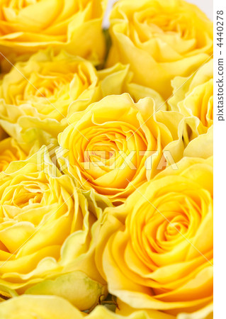 beautiful roses beautiful roses 4440278