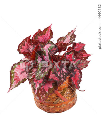 begonia in pot begonia in pot 4440282