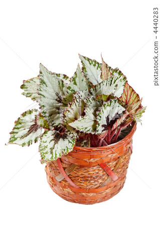 begonia in pot 4440283