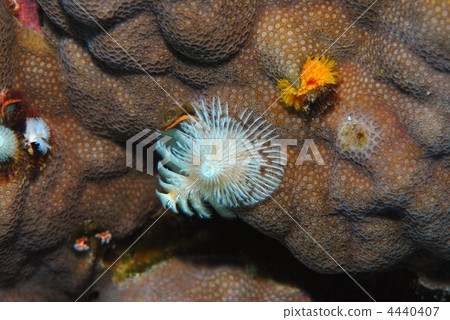 大旋鰓蟲 4440407