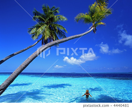 Palm and sea Palm and sea 4440481