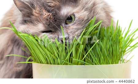 A pet cat eating fresh grass 4440862