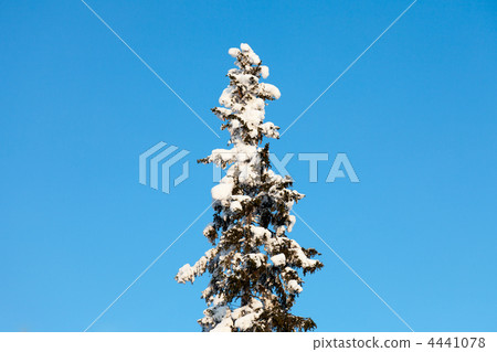 snow-covered fir tree snow-covered fir tree 4441078