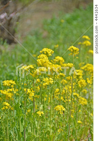Rape blossoms 4441634