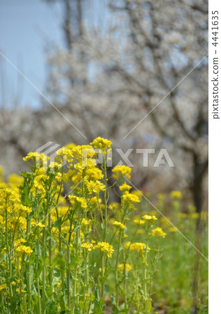 Rape blossoms 4441635