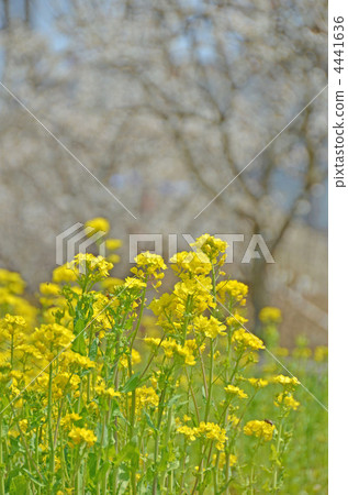 Rape blossoms 4441636