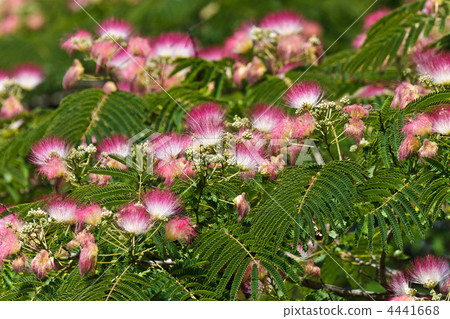 acacia wood flowers acacia wood flowers 4441668