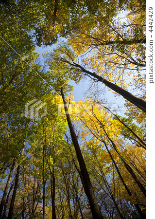 autumn forest / bright colors of leaves / sunlight 4442429