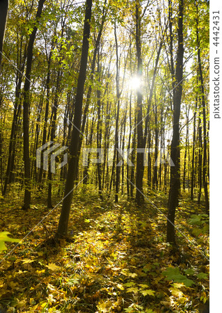 autumn forest / bright colors of leaves / sunlight 4442431