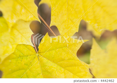 autumn leaves background / used soft focus lens autumn leaves background / used soft focus lens 4442462