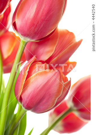 Fresh Beautiful Tulips / isolated on white / vertical with copy Fresh Beautiful Tulips / isolated on white / vertical with copy 4442540
