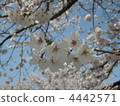 風景 花瓣 吉野櫻花樹 4442571