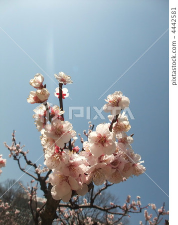 A blossoming plum blossom 4442581